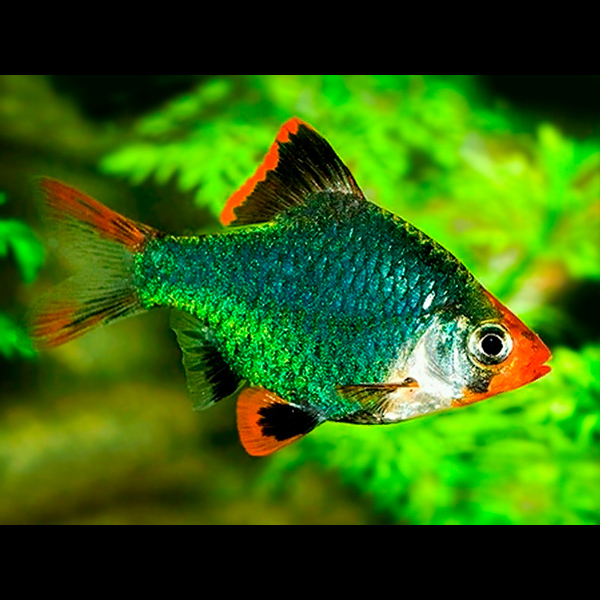 BARBUS SUMATRA VERDE METALICO