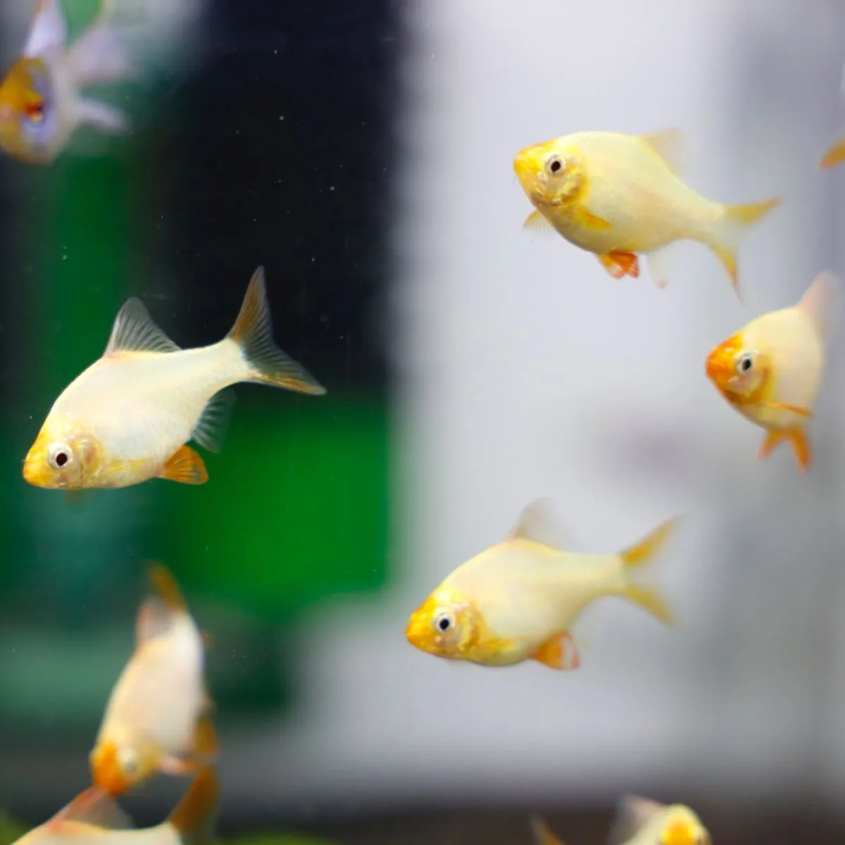 BARBUS SUMATRA WHITE