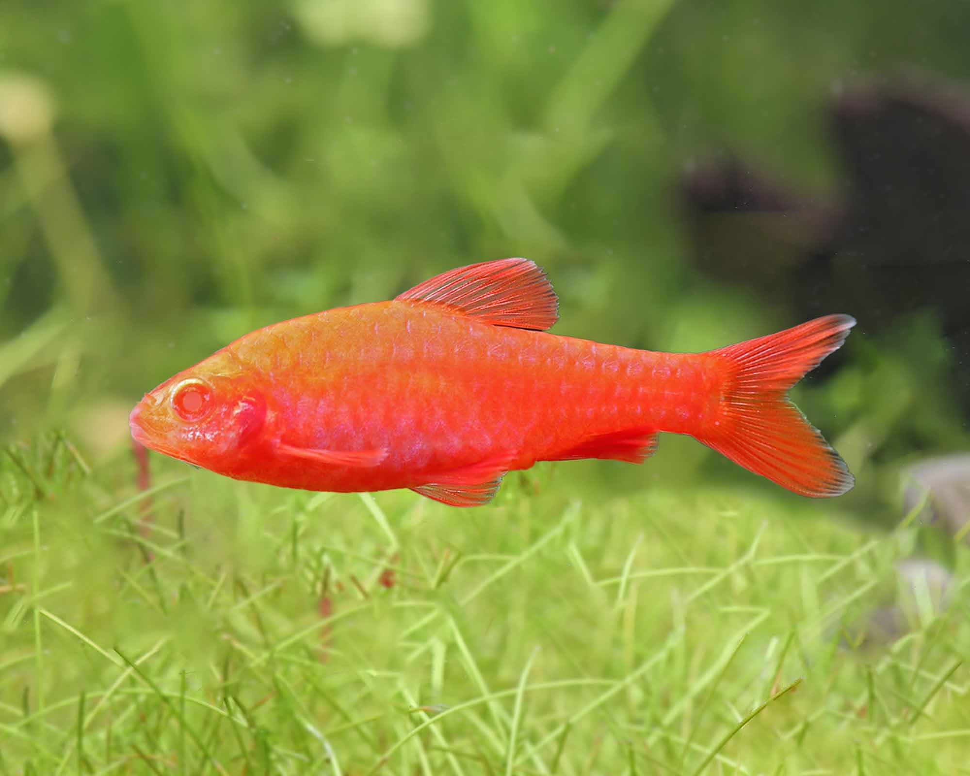 BARBUS TITTEYA ALBINO