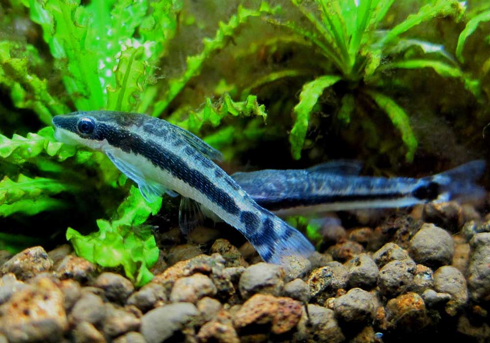 COMEDOR DE ALGAS COMUM