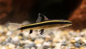 COMEDOR DE ALGAS FLYING FOX