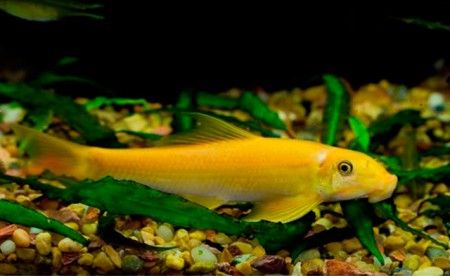 COMEDOR DE ALGAS GOLD