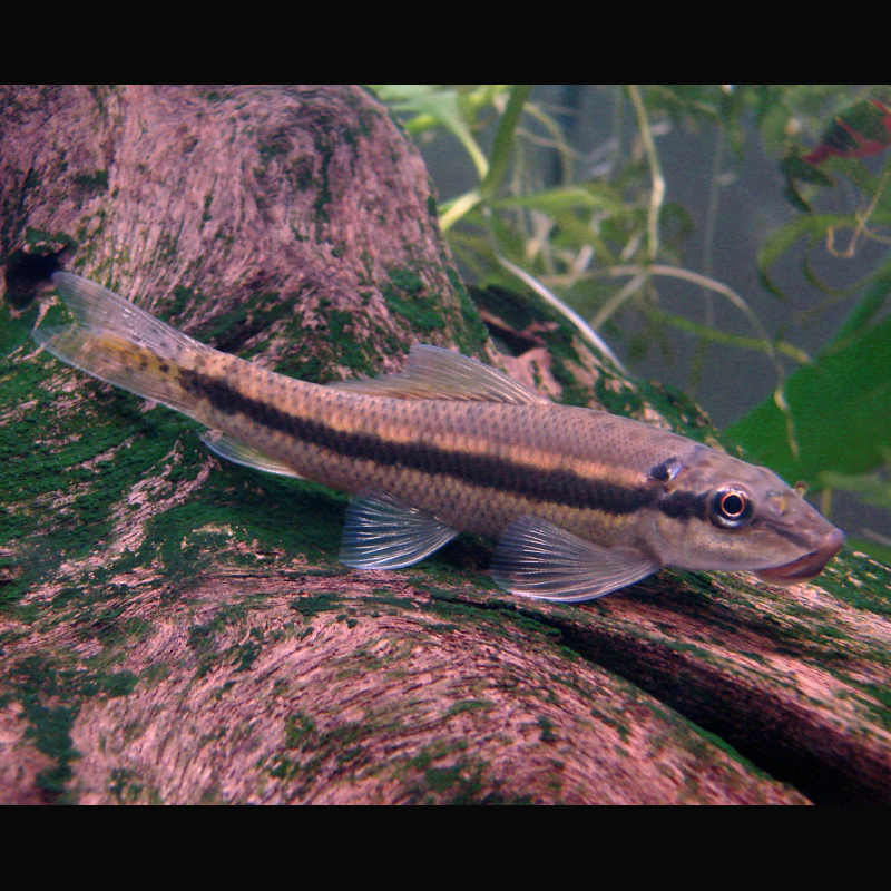 COMEDOR DE ALGAS MARMORE