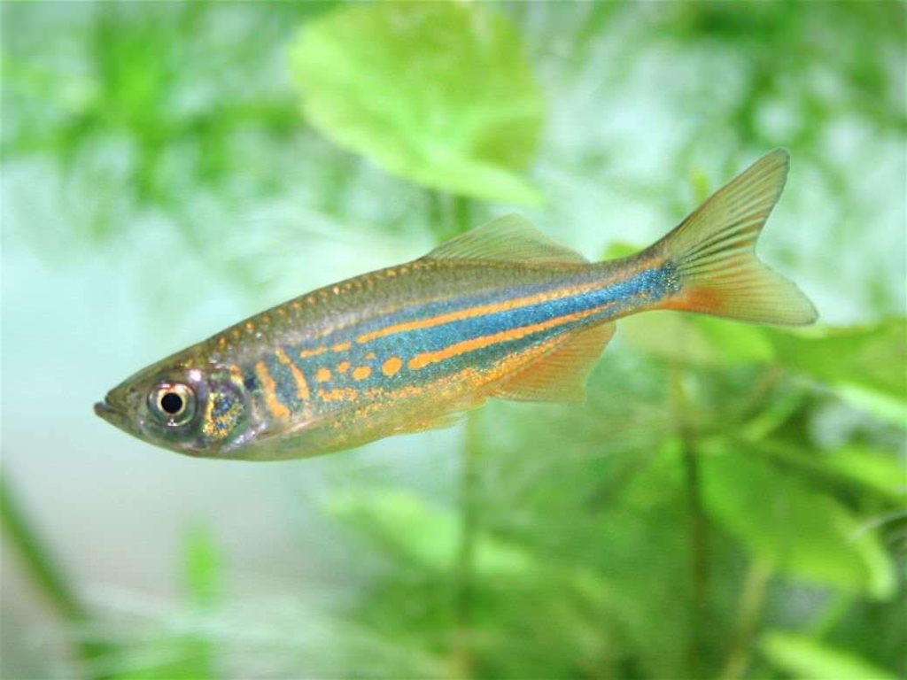 DANIO MALABARICOS