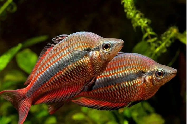 MELANOTAENIA STRIATA RED GOLD