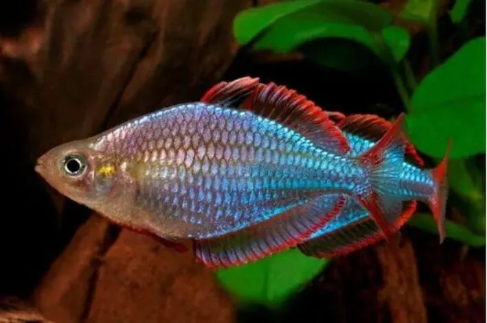 MELANOTAENIA PRAECOX