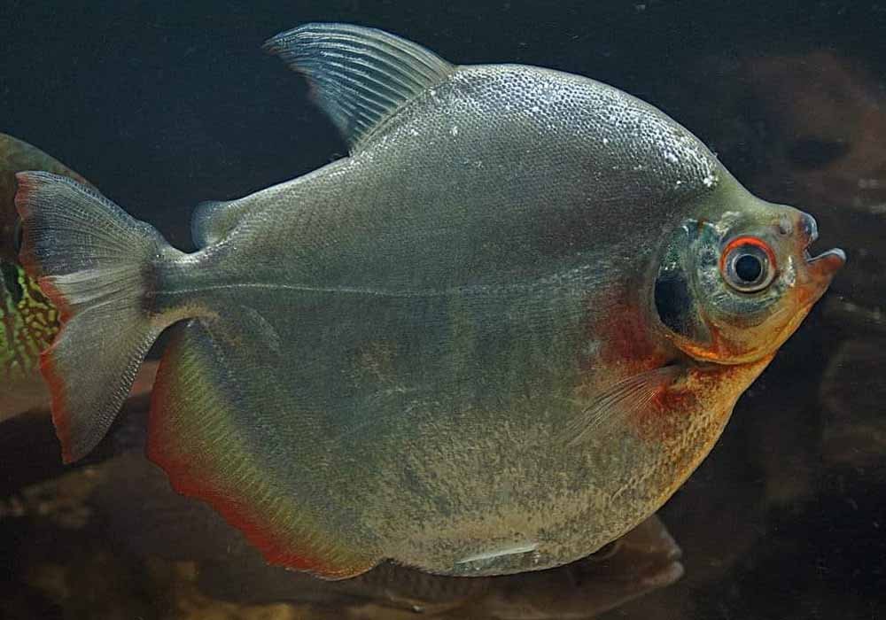 PACU TOMETES