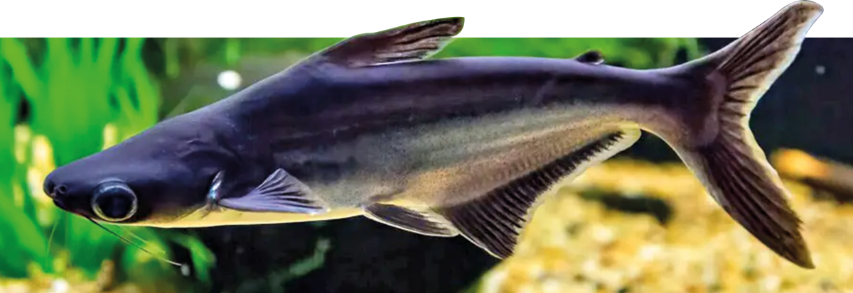 PANGASIUS COMUM