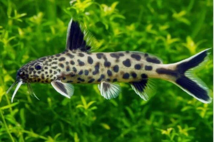 SYNODONTIS PETRICOLA