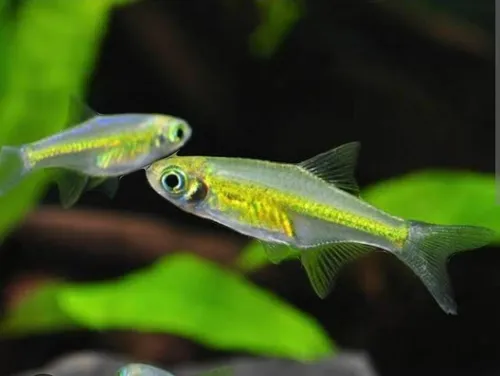 RASBORA KUBOTAI