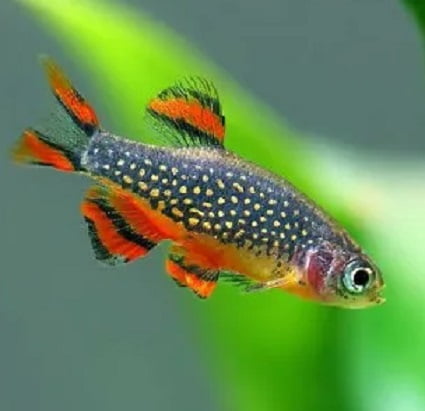 RASBORA GALAXY