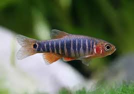 RASBORA ESMERALDA