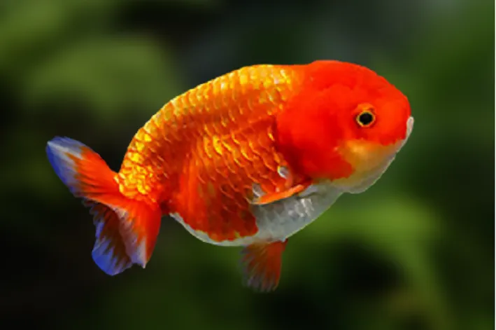 KINGUIO CABECA DE LEAO