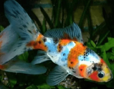 KINGUIO COMETA CALICO