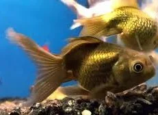 KINGUIO ORANDA PARDO