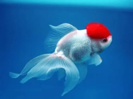KINGUIO ORANDA RED CAP