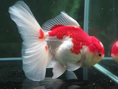 KINGUIO ORANDA RED WHITE