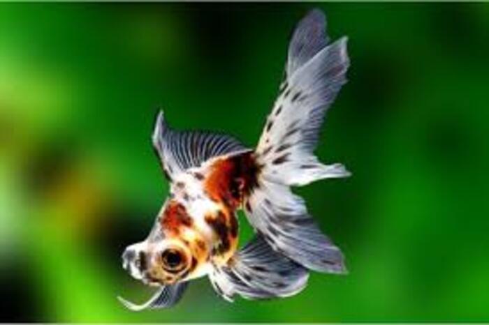 KINGUIO TELESCOPIO CALICO