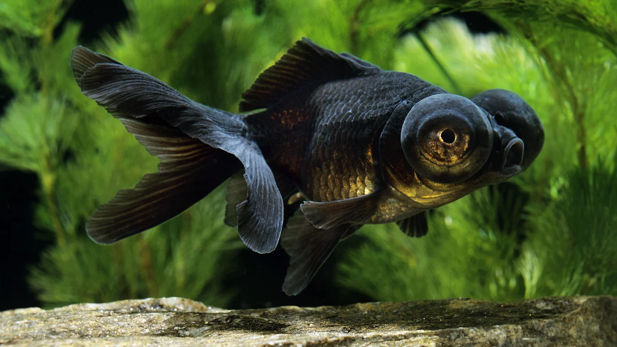 KINGUIO TELESCOPIO PRETO