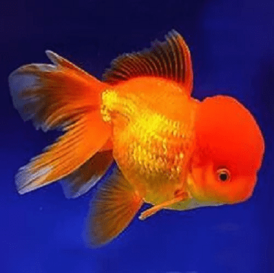 KINGUIO ORANDA RED