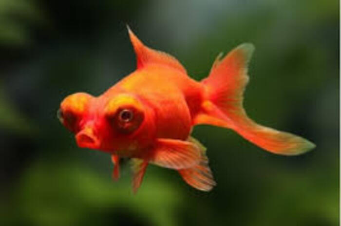 KINGUIO TELESCOPIO VERMELHO