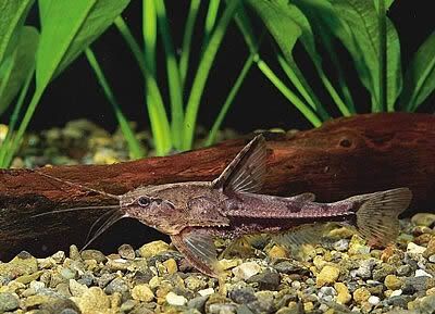 AMBLYDORA  (RECO RECO)