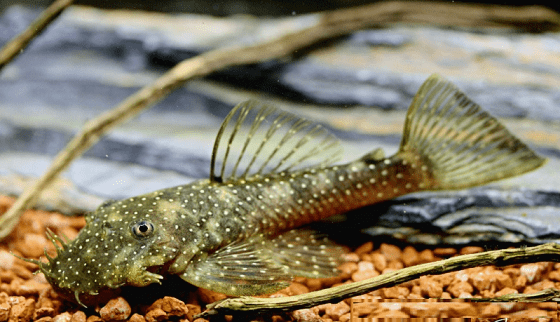 CASCUDO ANCISTRUS SP