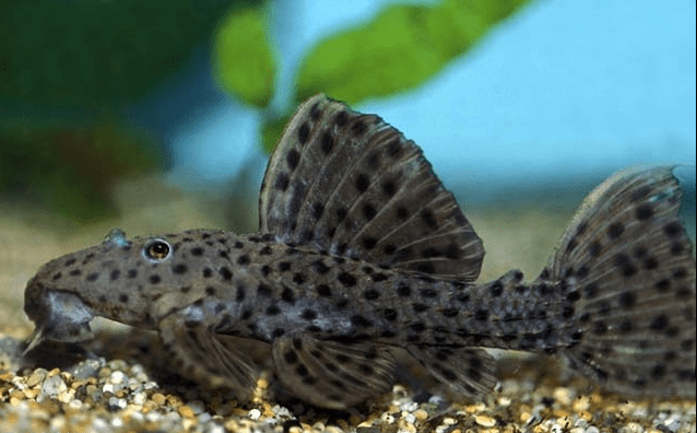 CASCUDO ASSACU PINTADO