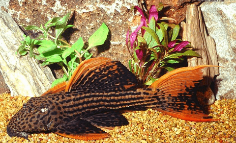 CASCUDO ASSACU PIRARARA