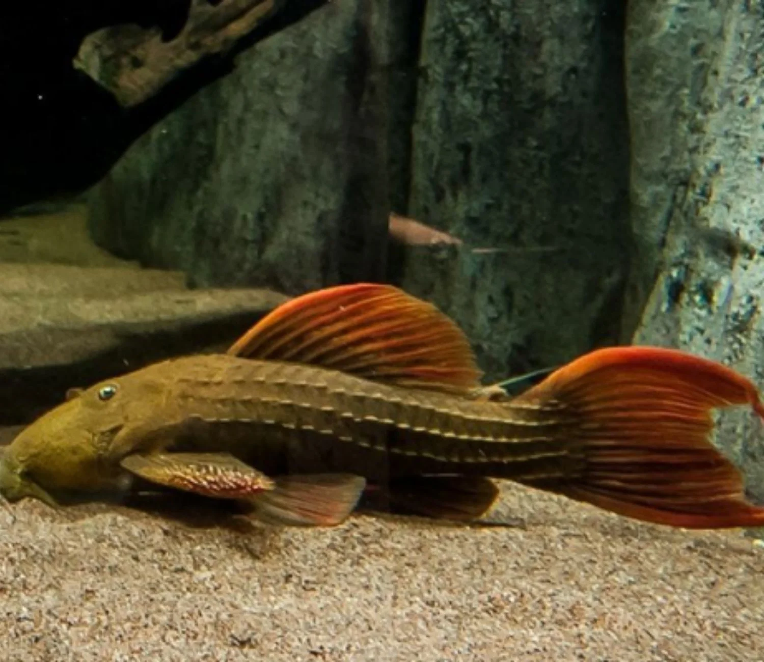 CASCUDO ASSACU PITANGA 30cm a 35cm