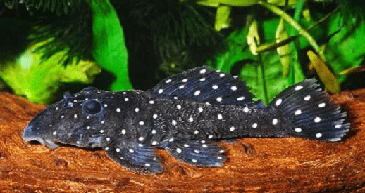 CASCUDO BOLA AZUL L30