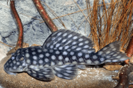 CASCUDO BOLA BRANCA L20