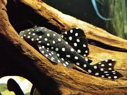 CASCUDO BOLA DE NEVE LDA-33