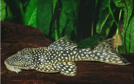 CASCUDO CARA CHATA L-67