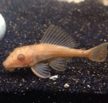 CASCUDO CHOCOLATE ALBINO