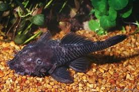 CASCUDO CUTIA PRETO 15 A 20 CM L048