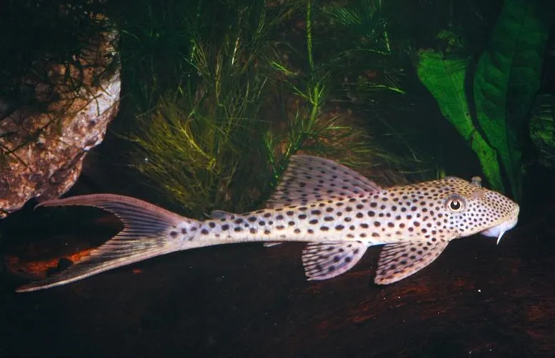 CASCUDO EMARGINATA L011