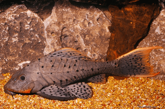 CASCUDO GENIBARBIS L095  20 A 25CM