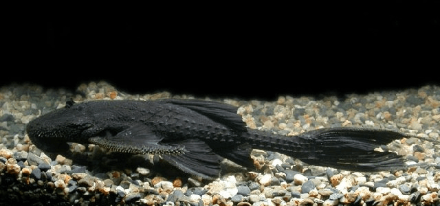 CASCUDO HISTRIX - L155 15 A 20 CM