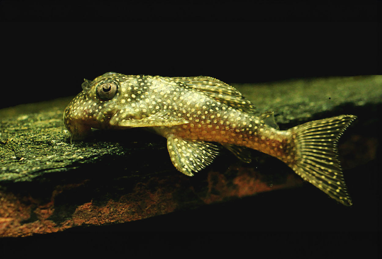 CASCUDO HYPANCISTRUS SP L-136