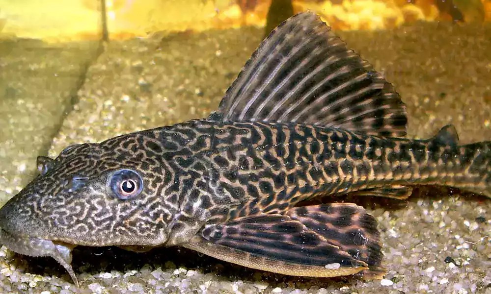 CASCUDO HYPOSTOMUS 25 A 30CM