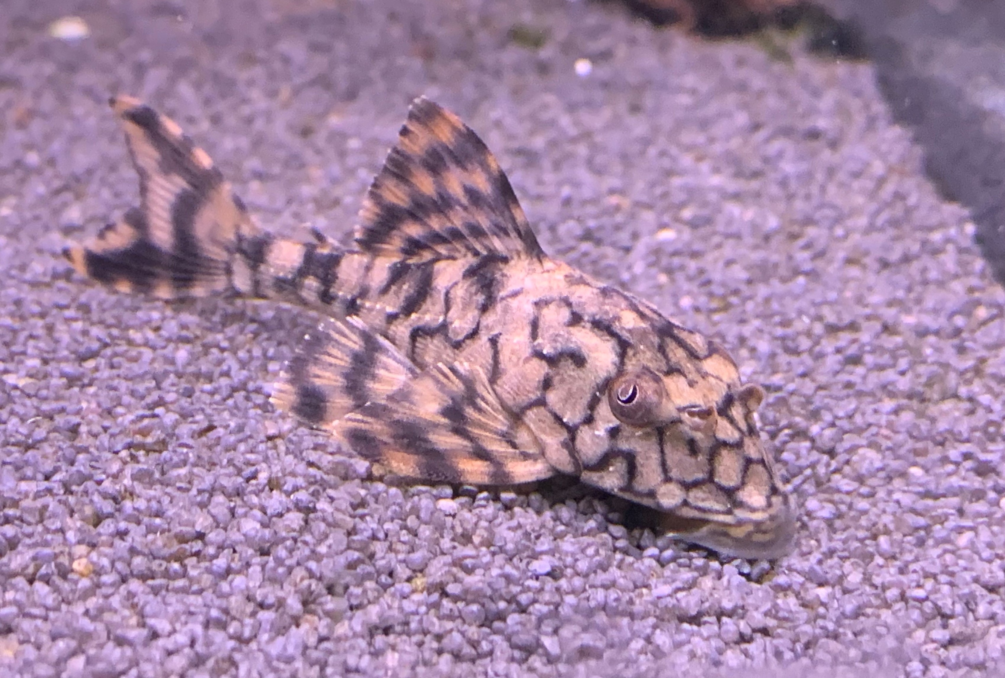 CASCUDO HYPOSTOMUS FAVEOLUS L037