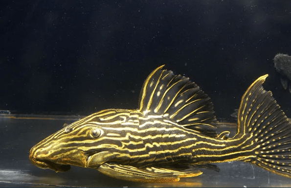 CASCUDO PANAQUE L-27