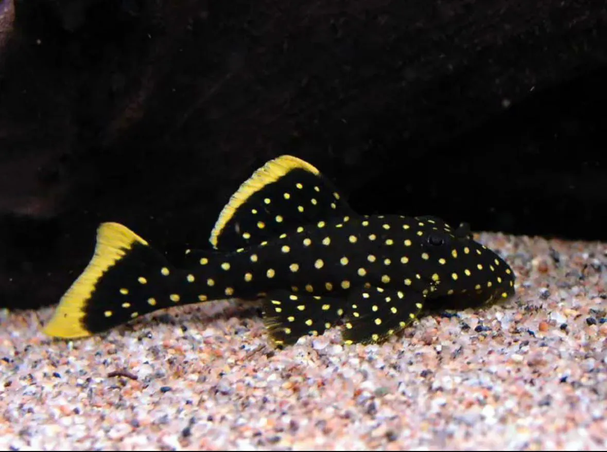 CASCUDO PEPITA L-018