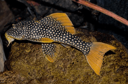 CASCUDO PICOTA OURO L14 20 A 25 CM