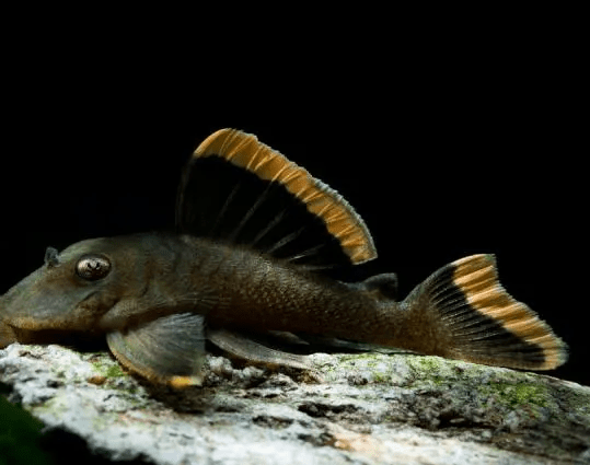 CASCUDO TIGRE ABA LARANJA L76