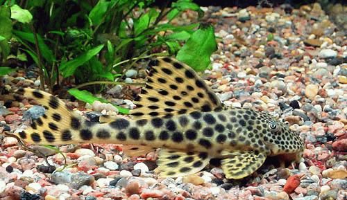 CASCUDO TIGRE BOLA L75