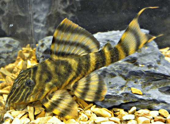 CASCUDO TIGRE CARA DE PAOL-398