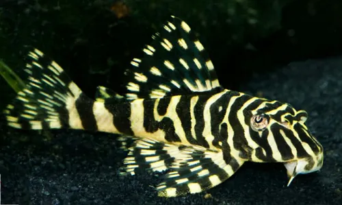 CASCUDO TIGRE OURO L-134