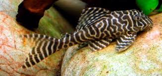 CASCUDO ZEBRA KING L066